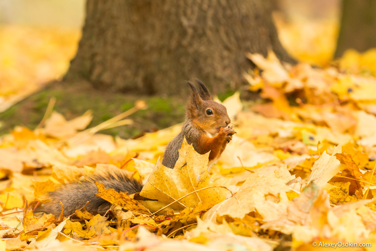 Изображение взято с Яндекс Картинок.