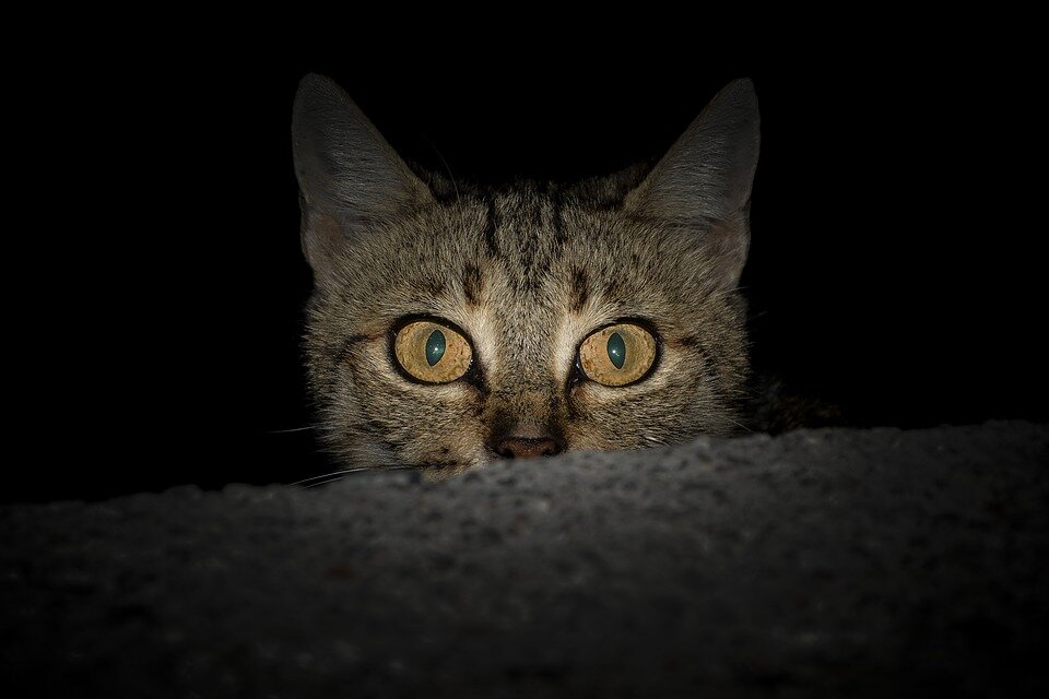 Фото: pixabay.com