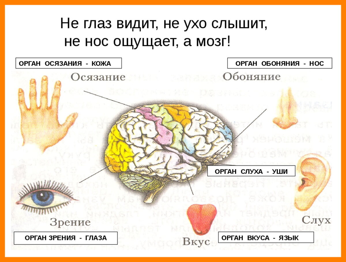 8 органы чувств