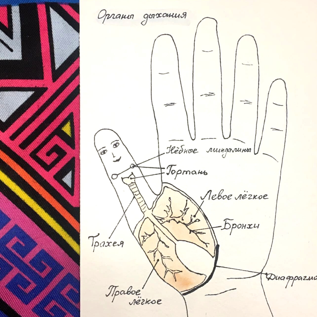Органы дыхания, проекционные зоны в системе Су Джок