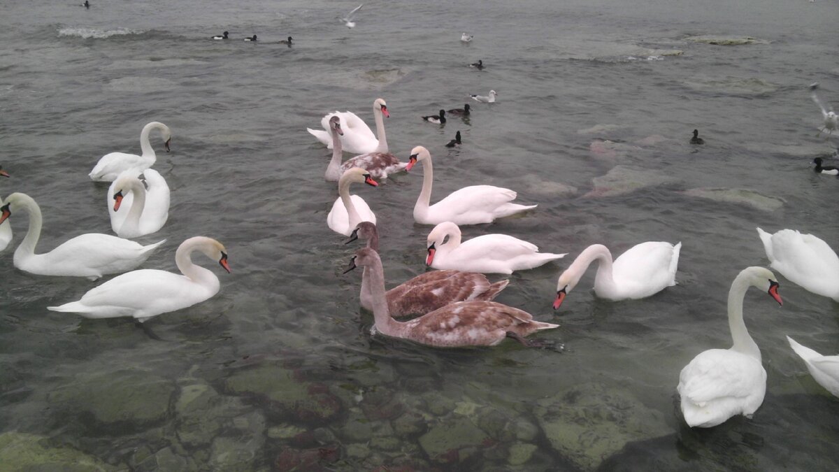 Зима. Прилетали лебеди и мы их всегда кормили.