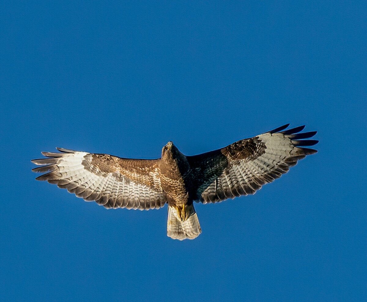 Ястреб. Фото с сайта unsplash.com. Автор: Bob Brewer