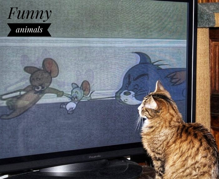 Кот который зритель