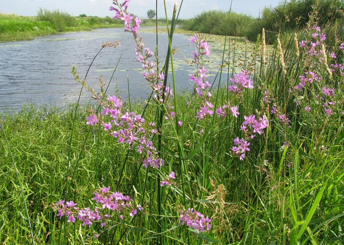 Цветочки, похожие на Иван-чай, на берегу Склюихи