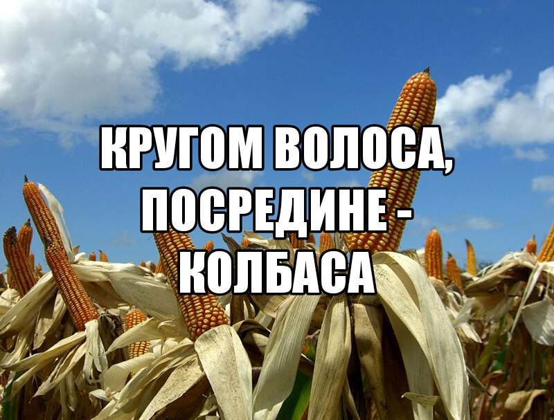 Стоял посередине. Что такое волоса а посредине колбаса. Волоса волоса по средине колбаса. Вокруг волоса, а посредине колбаса что это. Вокруг волоса посередине колбаса