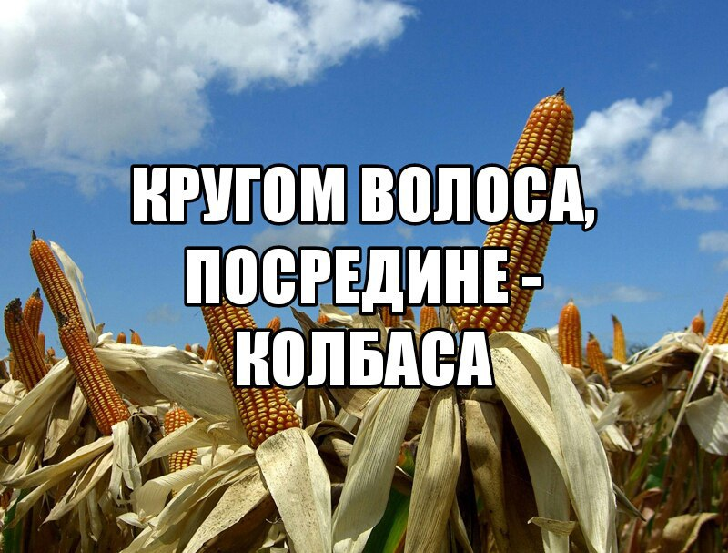 Давайте посередине. Что такое волоса а посредине колбаса. Волоса волоса по средине колбаса. Вокруг волоса, а посредине колбаса что это. Вокруг волоса посередине колбаса.