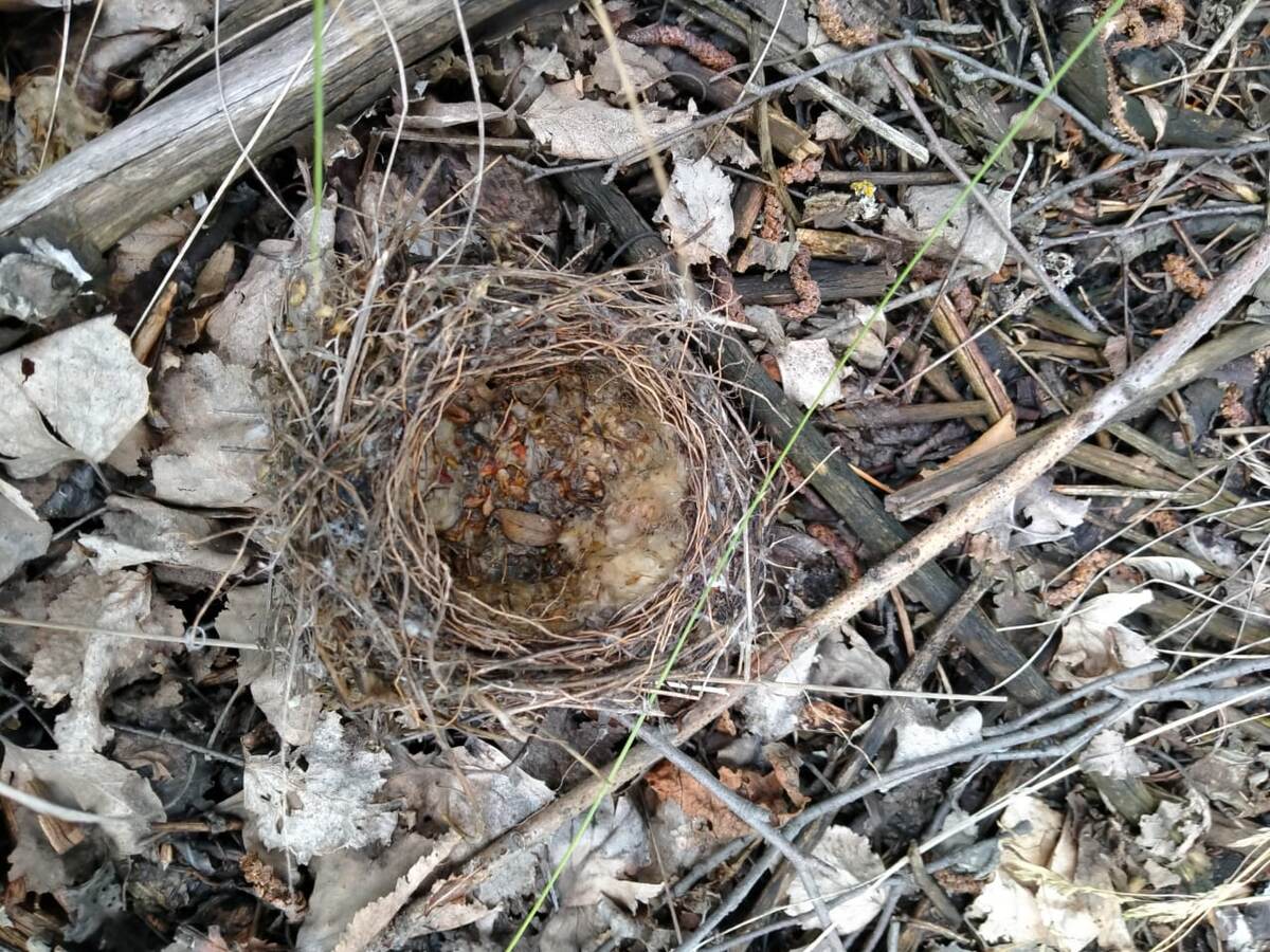 брошенное гнездо