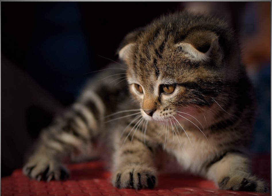 Следит за игрушкой