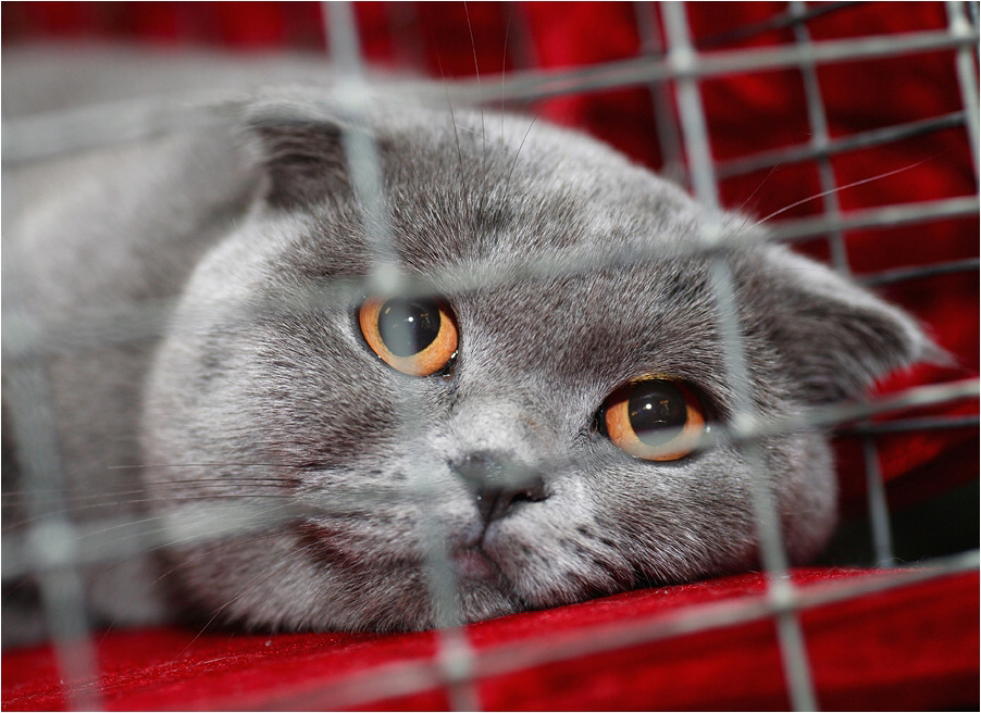 Бедный котейка:(