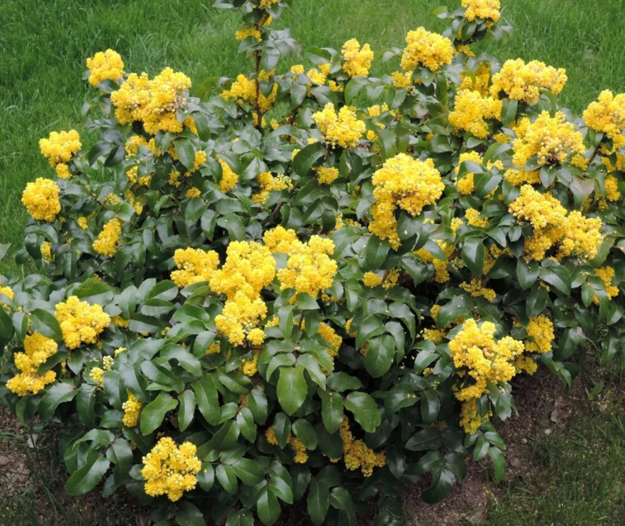 Цветущий куст магонии падуболистной в апреле