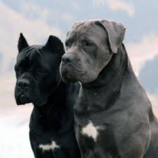 Фото из Yandex