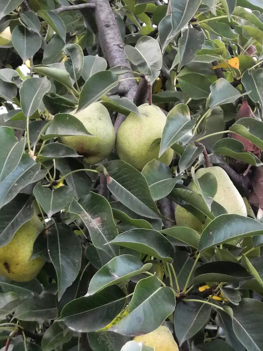 Фото автора. У меня в саду растет несколько видов груш, в основном они мне достались от бабы Веры.