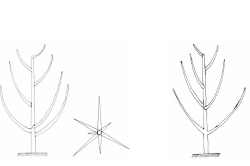 Два способа формирования кроны яблони.