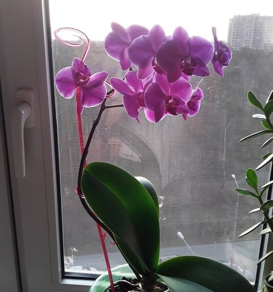 Орхидея на окошке. Фото автора