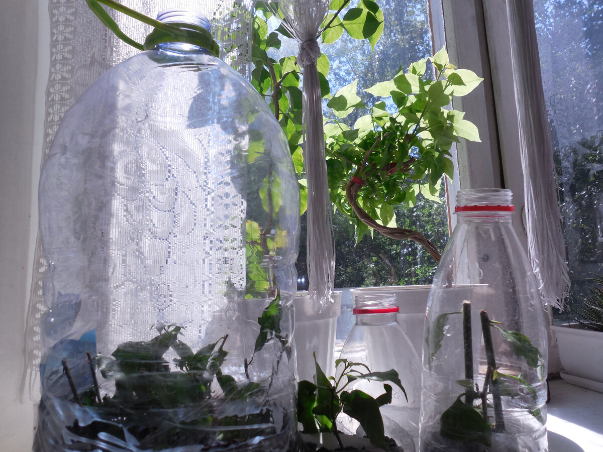 Бугенвиллеи в тепличках этим летом. Много, потому что обещала нескольких друзьям. Поэтому посажено с запасом!