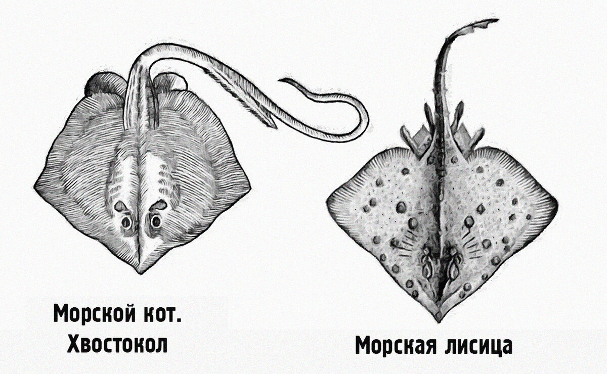 Виды черноморских скатов