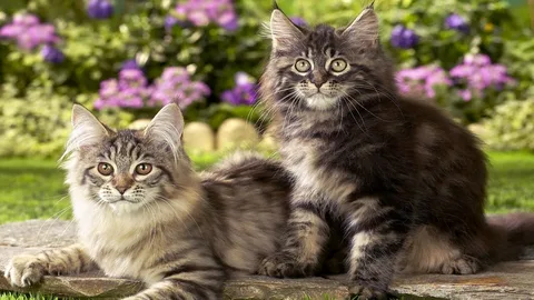 Как определить возраст и продлить жизнь кошки! | МанкиБлог | Дзен