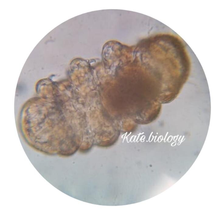 Тихоходка под микроскопом. Хорошо видно наполненный желудок, коготки, сегменты тела.