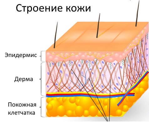 Как происходит процесс старения кожи? Как на него влиять?