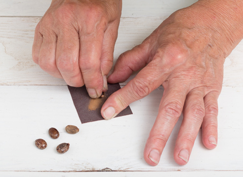 Пробуждение клещевины