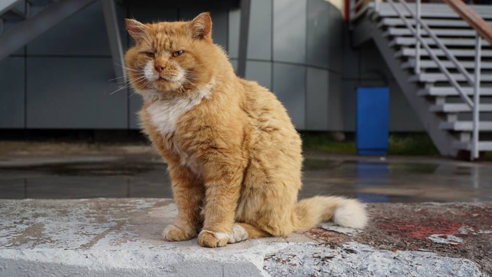 Фото кота кеши. Кот Кеша со Шпицбергена. Единственный кот на Шпицбергене Кеша. Архипелаг Шпицберген кот Кеша. Баренцбург кот Кеша.