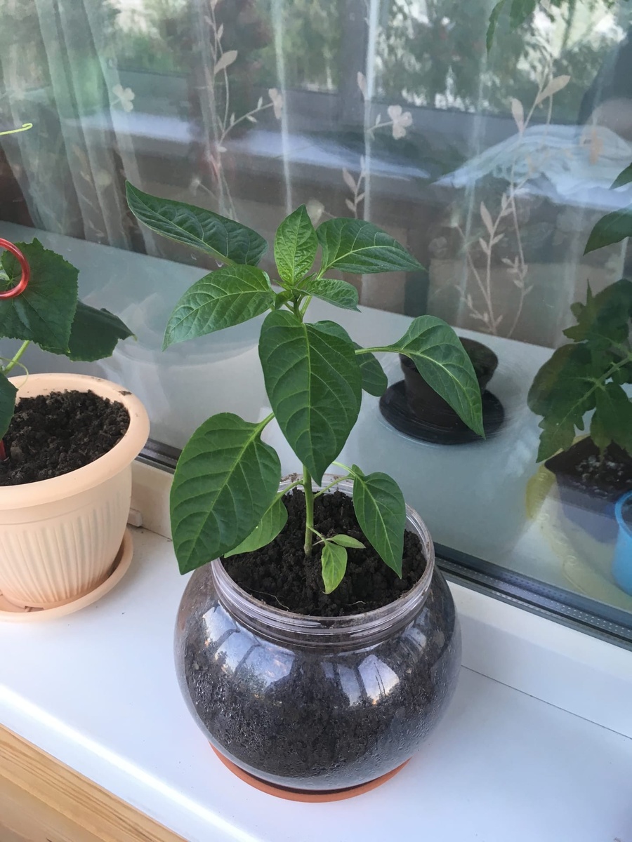 Перчик Сладкий