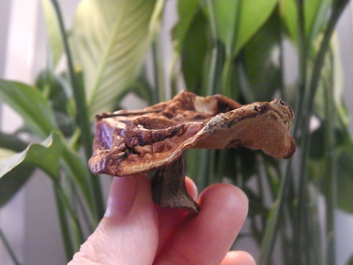 Сушеный гриб. Фото автора 