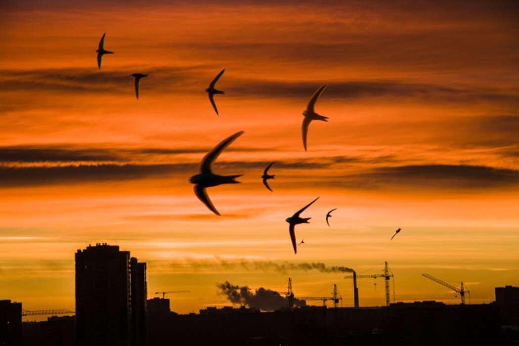 Иллюстрация из открытых источников.