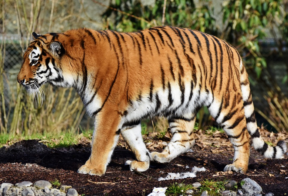 Сколько весят амурский и бенгальский тигры. Кто из них тяжелее? | Заметки о  животных | Дзен