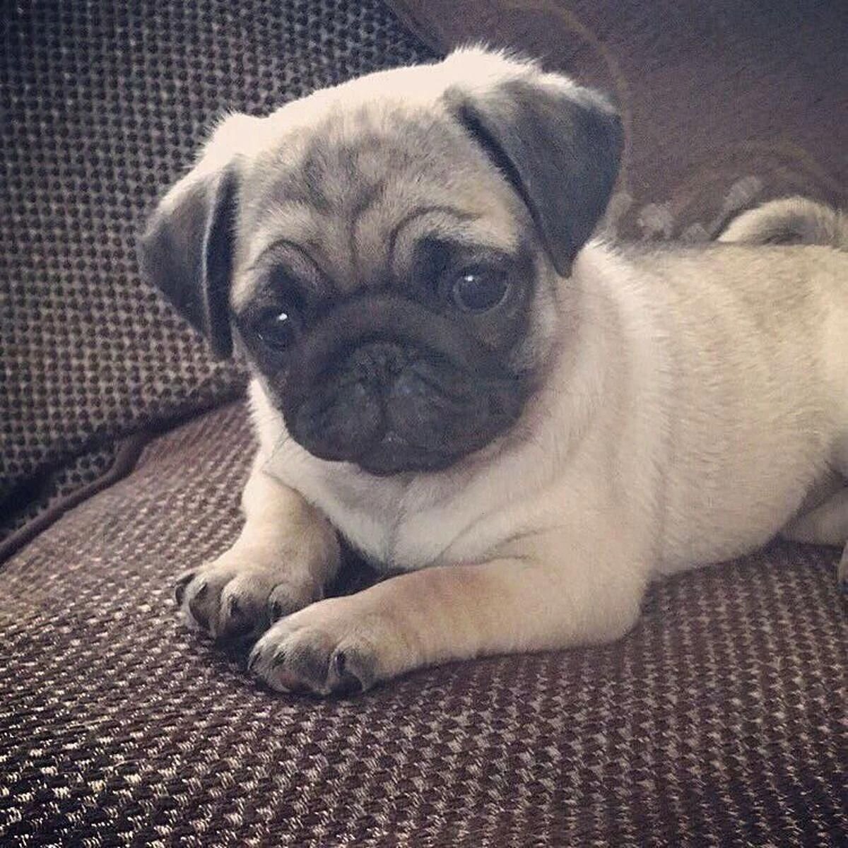 Милота:) 