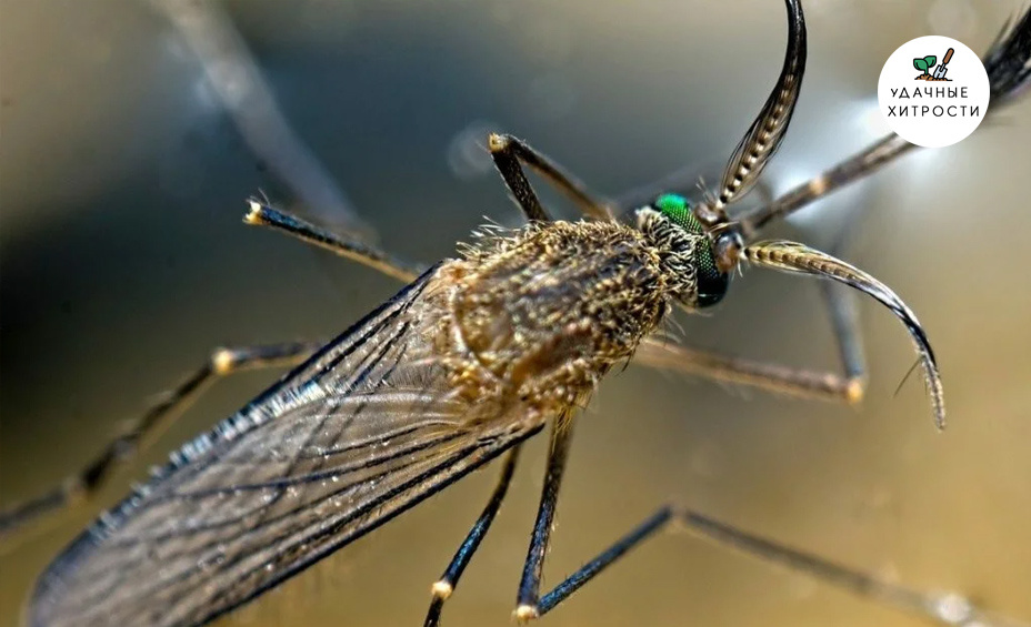 От комаров помогают растения-репелленты