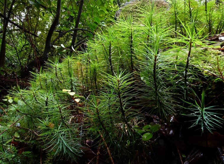 Dawsonia superba, самый высокий мох в мире