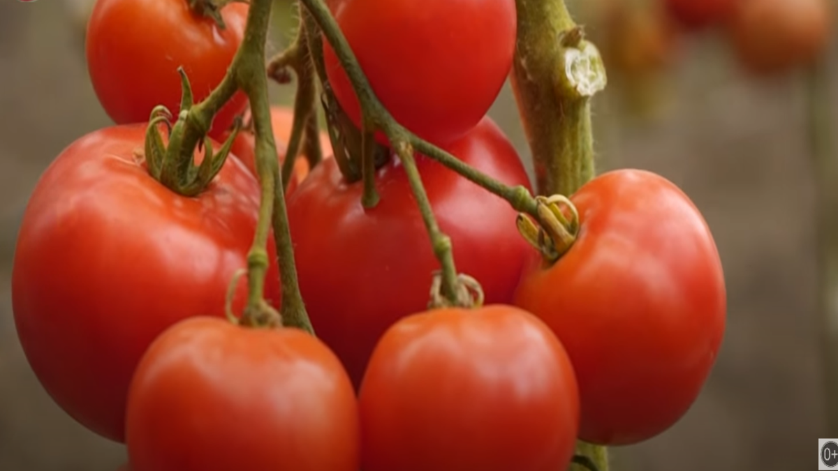 Томат сорта "Сытый папа"