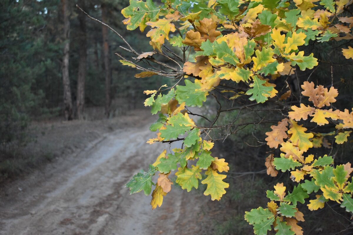 Это авторское фото можно приобрести