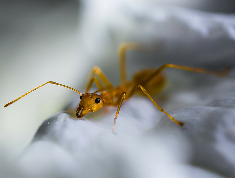 Рыжий муравей