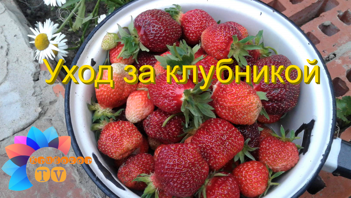 Клубничка 2021 год