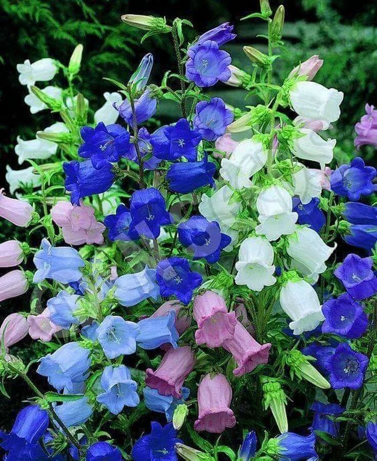 Колокольчик средний – Campanula Medium