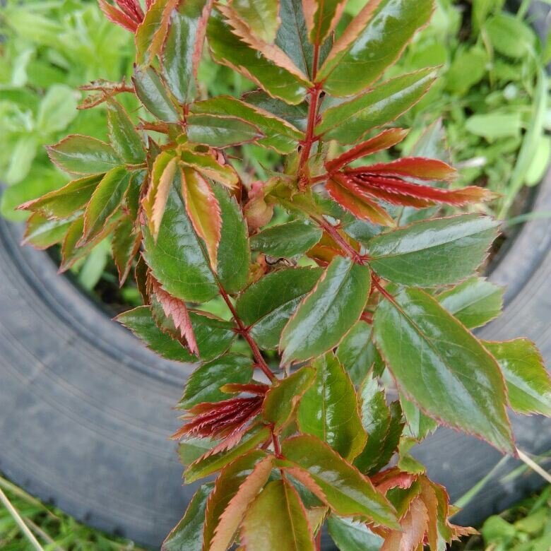 Примерно в середине мая мои розы все уже бодры и готовы к новому сезону (фото автора) 