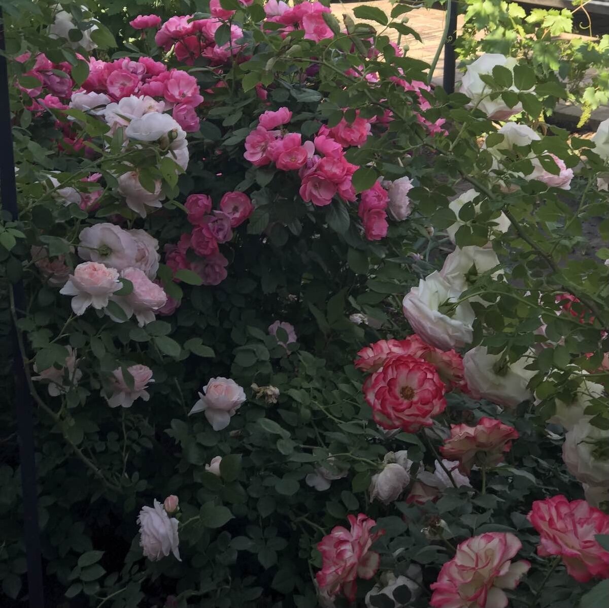 Часть розария, фото июнь 2020 г. 