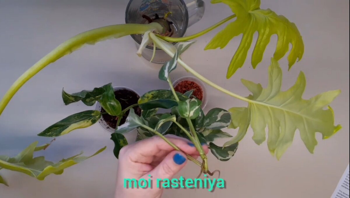 Moi rasteniya