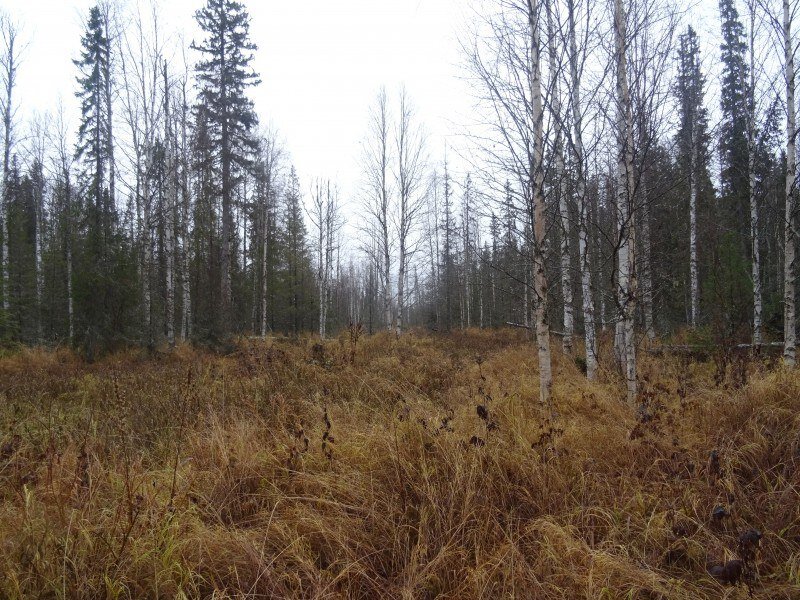 высокая трава