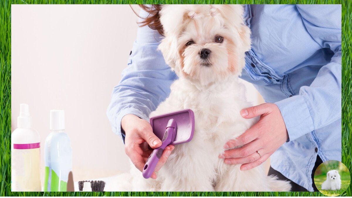 Визит к грумеру