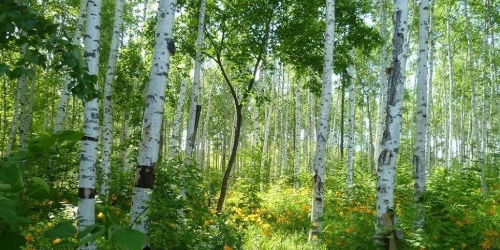 Природа хабаровского края