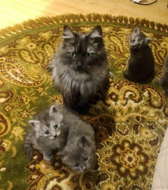 Гармония  и котятки. Источник фото: https://bezkota.ru/zhenshhina-proexala-10-chasov-radi-koshki-i-uspela-ochen-vovremya/