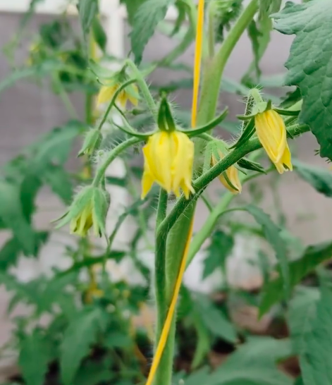 Цветение моих томатов