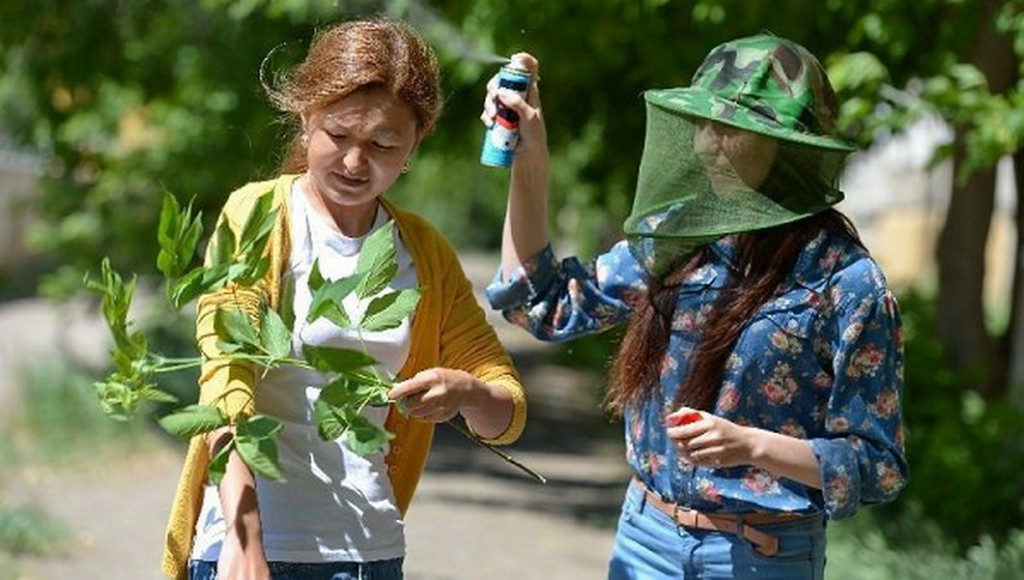 Наносить аэрозоль надо по ветру, фото из интернета