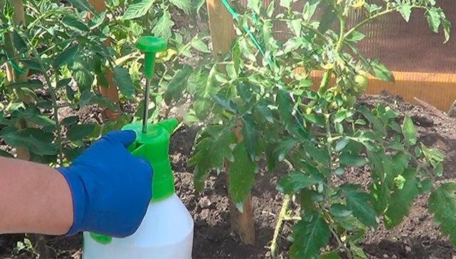 Обработка томатов трихополом. Фото agrartex.ru