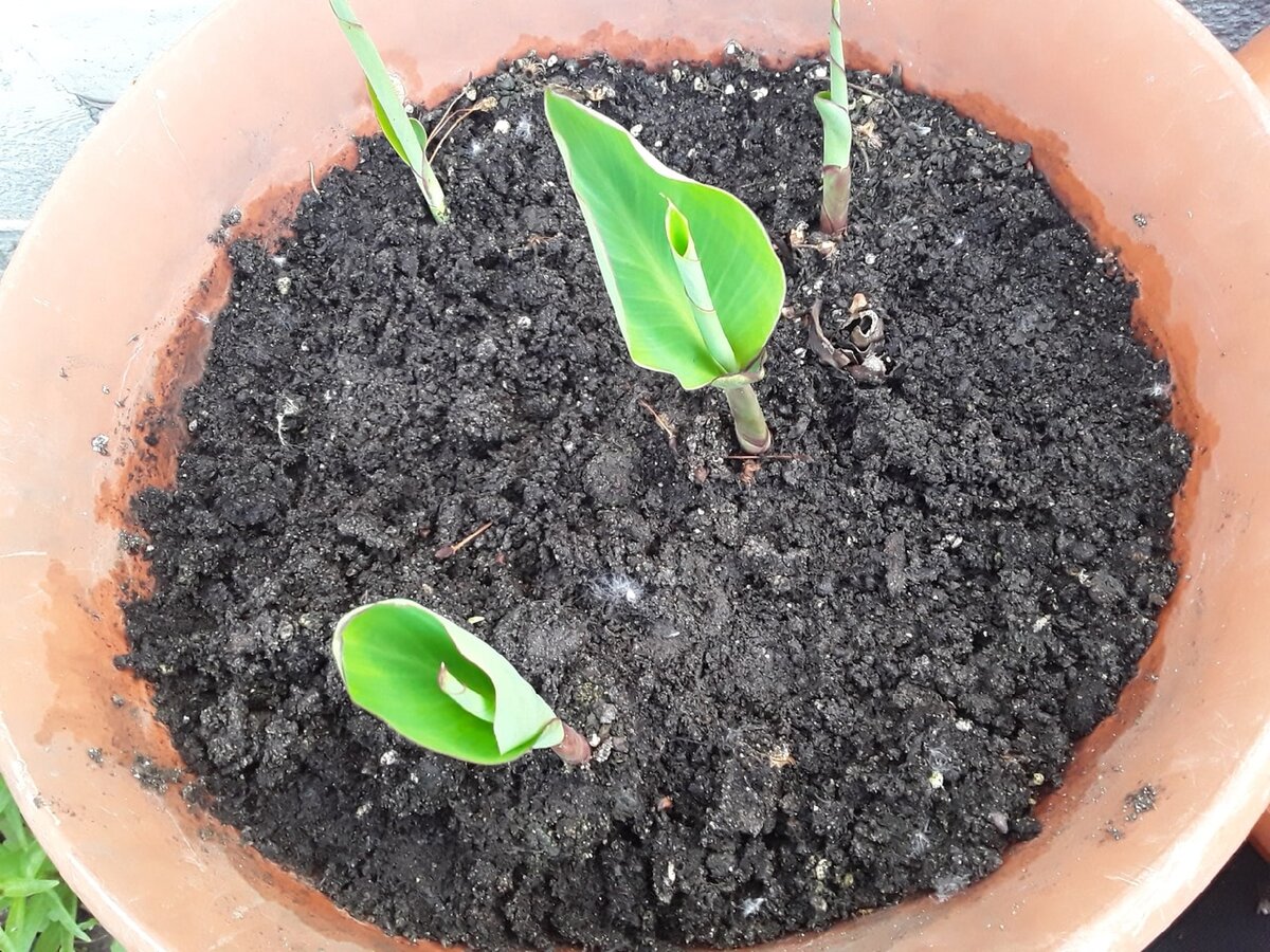 Июнь - проклюнулись первые ростки