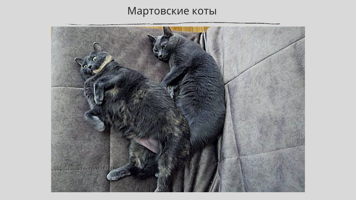 Мартовский кот. Мартовский кот нагулялся. Прикольные коты мартовские. Мартовские коты Мем.