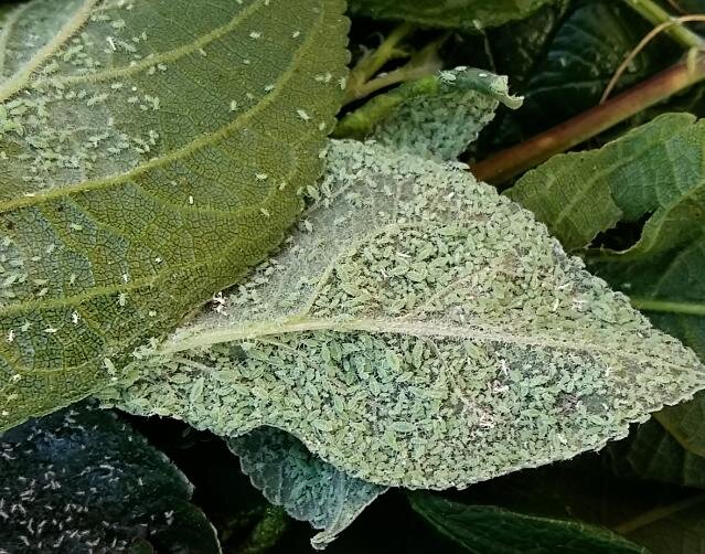 Тля заполнила нижнюю часть листа практически полностью. Фото автора